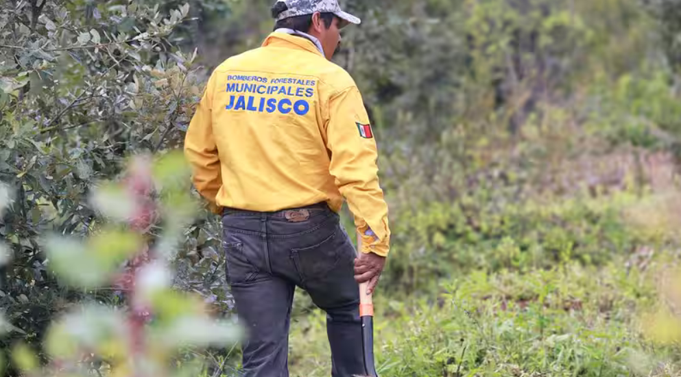 ¿Cómo recuperará Jalisco los bosques de Tapalpa dañados por incendios?