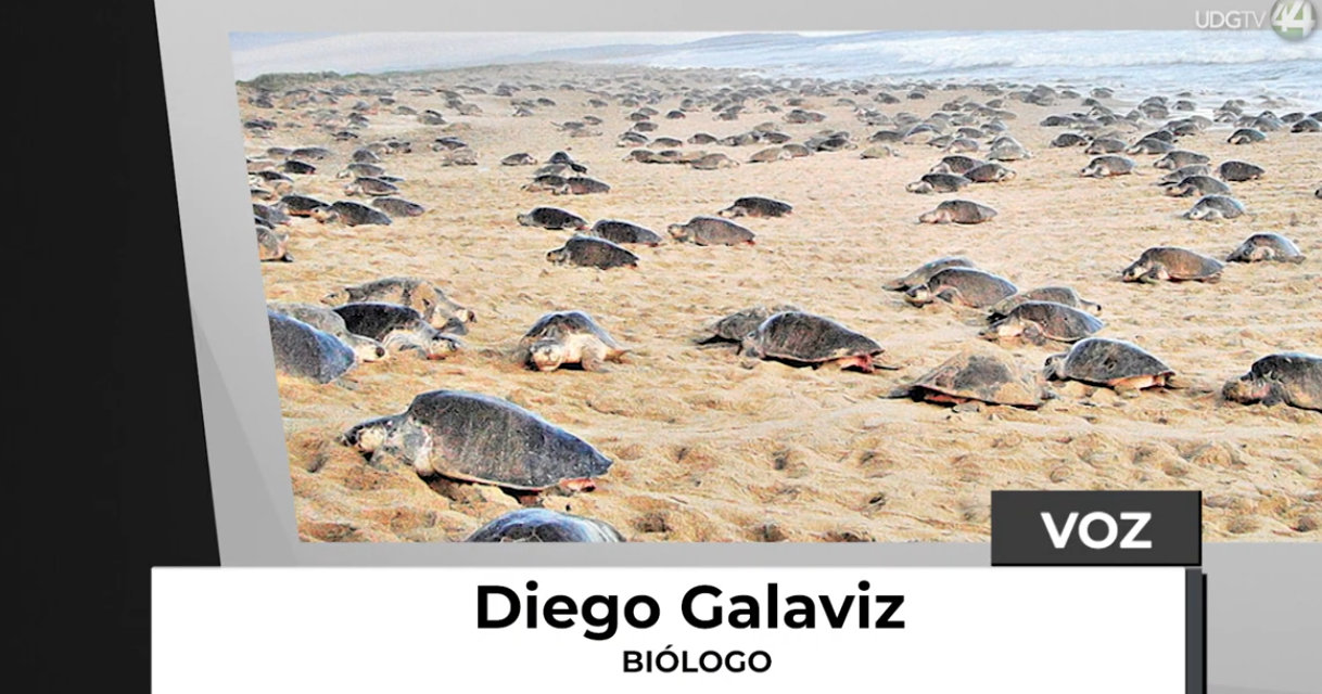 Disminuye arribazón de tortugas a Boca de Tomates