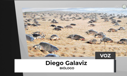 Disminuye arribazón de tortugas a Boca de Tomates