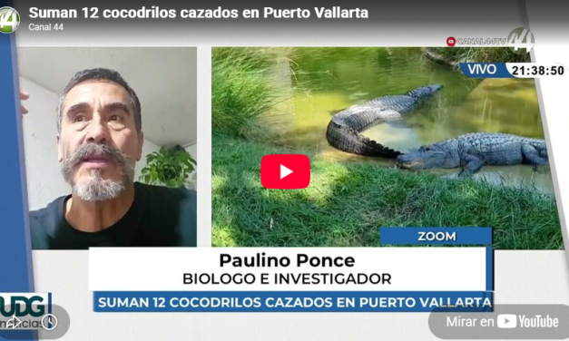 Suman 12 cocodrilos cazados en Puerto Vallarta