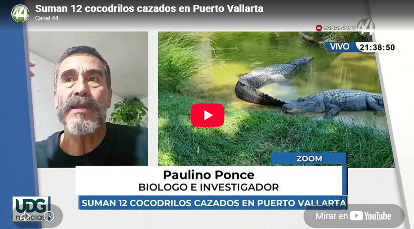 Suman 12 cocodrilos cazados en Puerto Vallarta