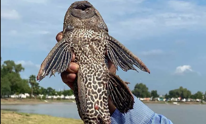 Advierten sobre riesgo del pez diablo para el equilibrio ecológico del lago de Chapala