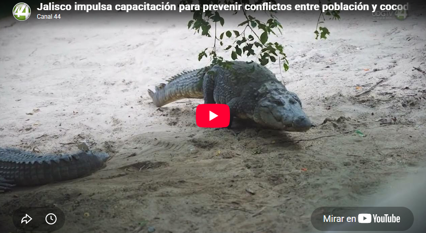 Jalisco impulsa capacitación para prevenir conflictos entre población y cocodrilos