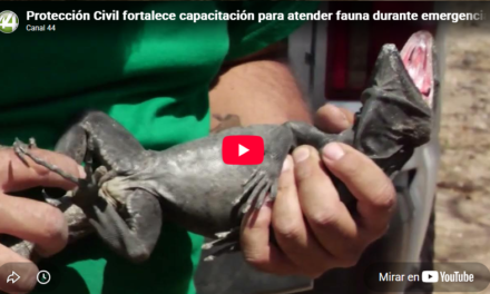Protección Civil fortalece capacitación para atender fauna durante emergencias en Puerto Vallarta