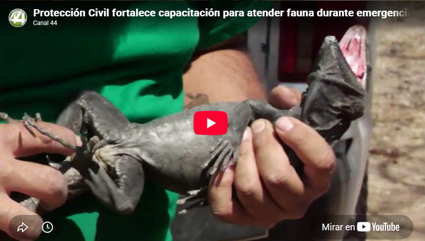 Protección Civil fortalece capacitación para atender fauna durante emergencias en Puerto Vallarta