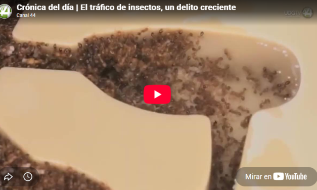 Crónica del día | El tráfico de insectos, un delito creciente