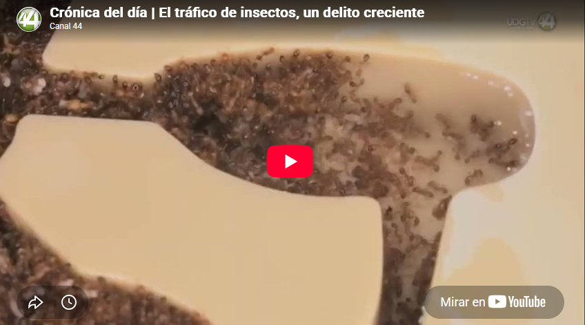 Crónica del día | El tráfico de insectos, un delito creciente