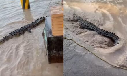 Cocodrilo aparece en calles inundadas de Las Mojoneras y vecinos lo atrapan con soga