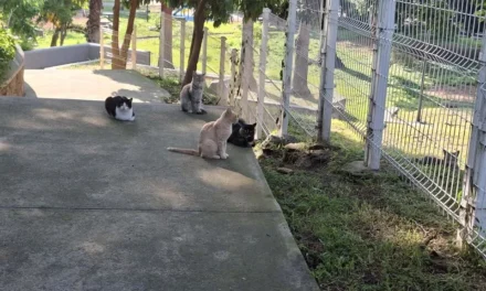 Piden frenar abandono de gatos en Parque Alcalde