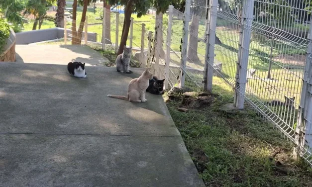 Piden frenar abandono de gatos en Parque Alcalde