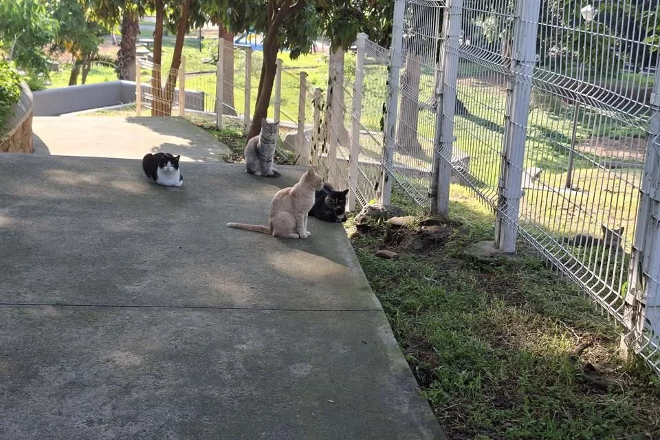 Piden frenar abandono de gatos en Parque Alcalde