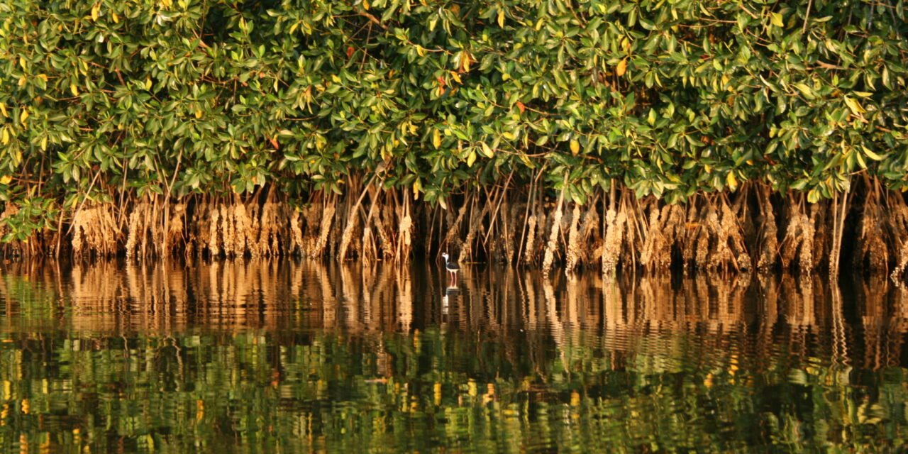 CONAFOR lanza convocatoria para conservar ecosistemas costeros en Cihuatlán