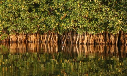 CONAFOR lanza convocatoria para conservar ecosistemas costeros en Cihuatlán