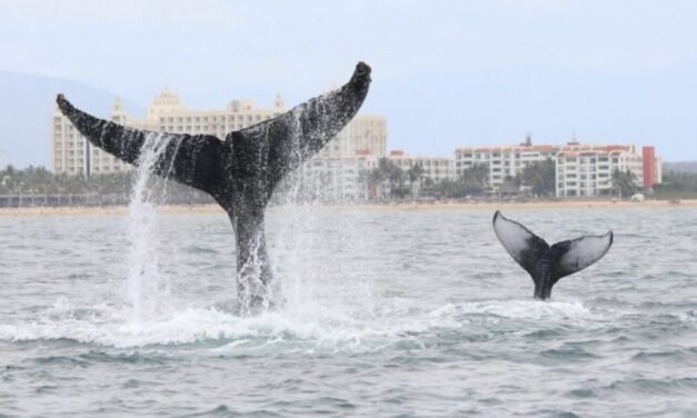 Tres ballenas por año atropelladas en la Bahía de Banderas, la mayoría muere