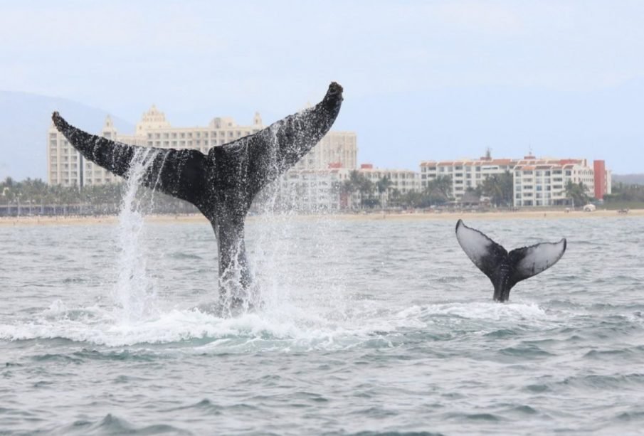 Tres ballenas por año atropelladas en la Bahía de Banderas, la mayoría muere