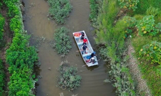 Mantienen operativo para capturar cocodrilos en el canal de Mojoneras, en Puerto Vallarta