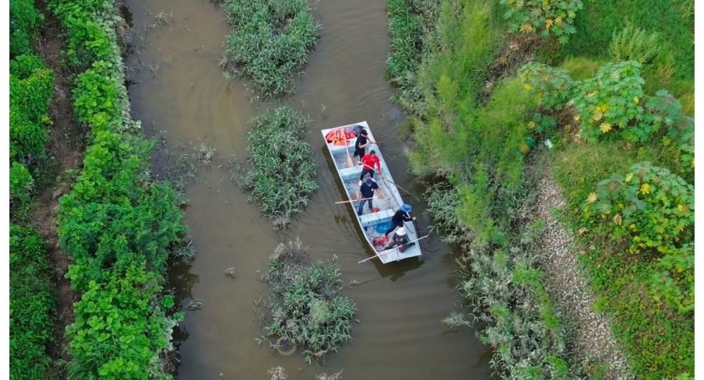 Mantienen operativo para capturar cocodrilos en el canal de Mojoneras, en Puerto Vallarta