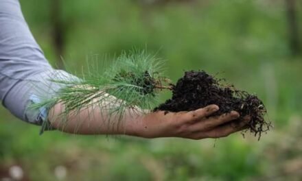Jalisco plantará 250 mil árboles en la Campaña Nacional de Reforestación; La Primavera será prioridad