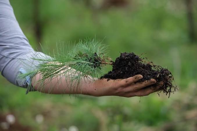 Jalisco plantará 250 mil árboles en la Campaña Nacional de Reforestación; La Primavera será prioridad