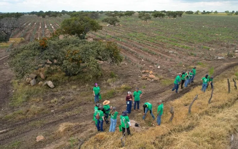 Reforestan zonas dañadas por la siembra de agave en Jesús María