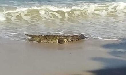 Descartan sobrepoblación de cocodrilos en Puerto Vallarta