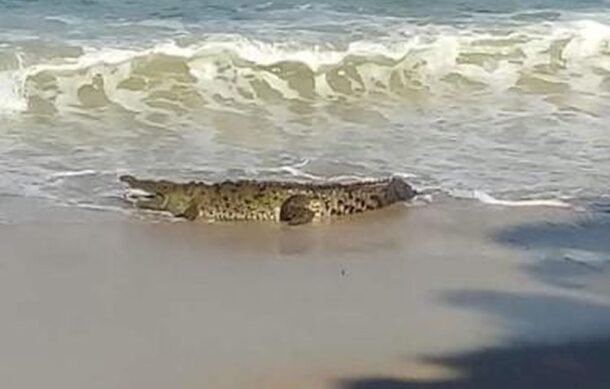 Descartan sobrepoblación de cocodrilos en Puerto Vallarta