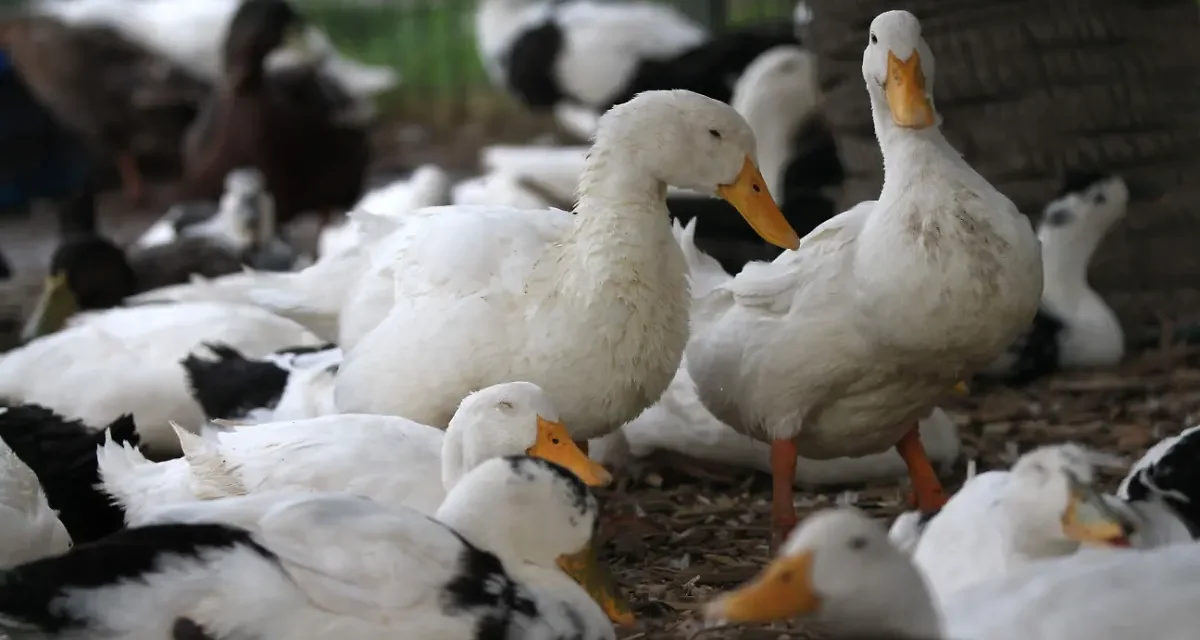 ABU llama a no dejar patos domésticos en lagos de parques urbanos