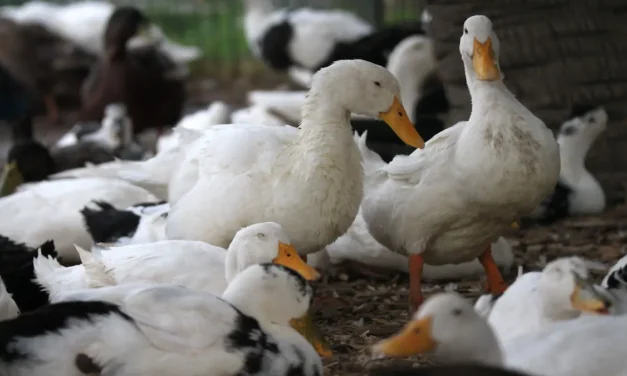 ABU llama a no dejar patos domésticos en lagos de parques urbanos
