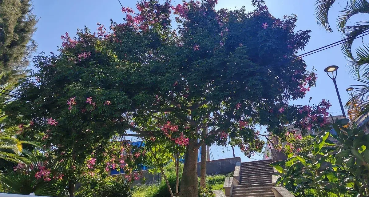 Cambio climático pone en riesgo al arbolado urbano