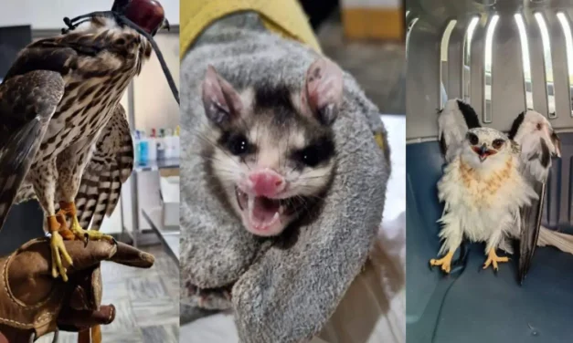 Rescate de fauna silvestre suma 379 intervenciones en bosques y parques urbanos del AMG