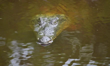 Tras muerte de 11 cocodrilos en Puerto Vallarta, la Semadet llama a respetar la fauna de la región
