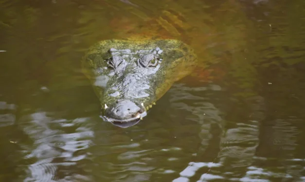 Tras muerte de 11 cocodrilos en Puerto Vallarta, la Semadet llama a respetar la fauna de la región