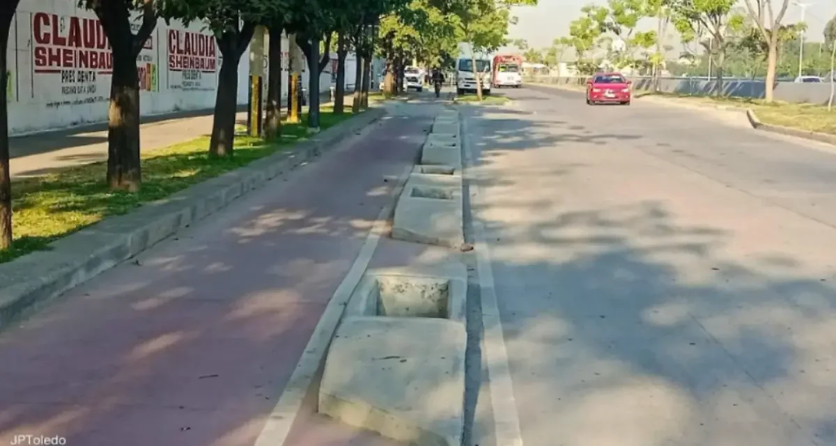 Infraestructura urbana enferma al arbolado de la AMG; faltan diagnósticos sobre su deterioro
