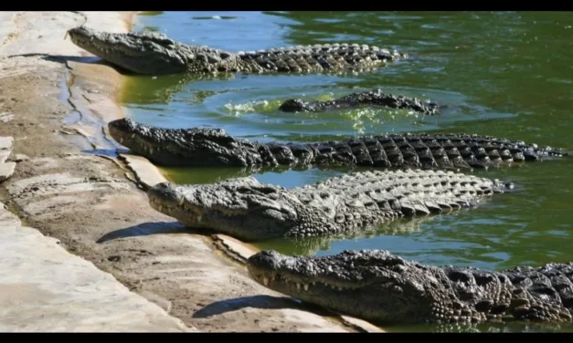 Invasiones y construcciones alteran hábitat de cocodrilos en Jalisco