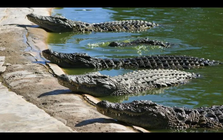 Invasiones y construcciones alteran hábitat de cocodrilos en Jalisco