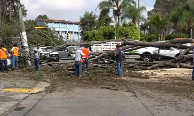 Mala planeación urbana, lo que provoca caída de árboles; no las lluvias