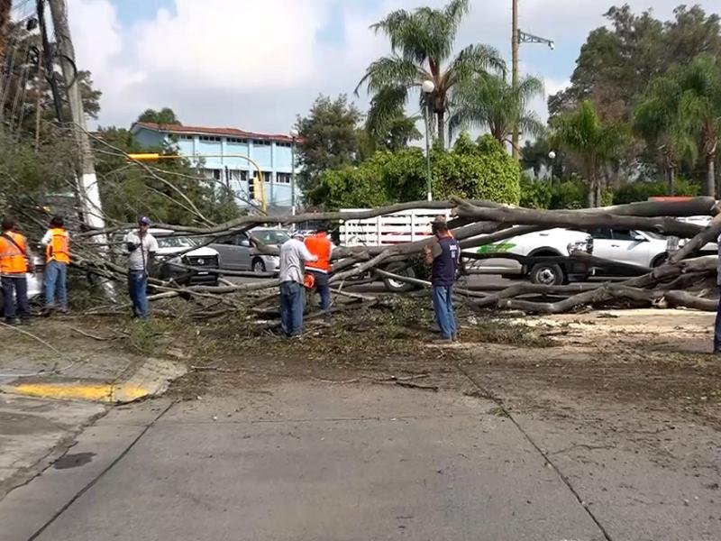 Mala planeación urbana, lo que provoca caída de árboles; no las lluvias