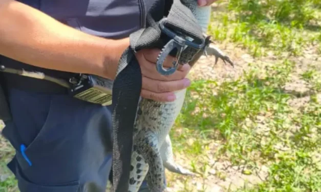 Patrulla Verde resguarda decenas de ejemplares de fauna silvestre durante julio en Puerto Vallarta