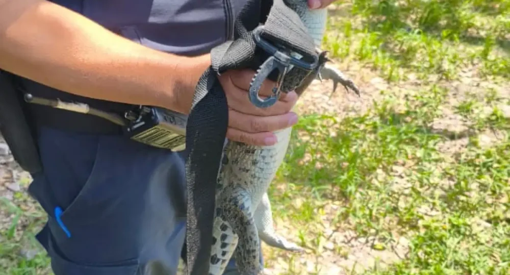 Patrulla Verde resguarda decenas de ejemplares de fauna silvestre durante julio en Puerto Vallarta