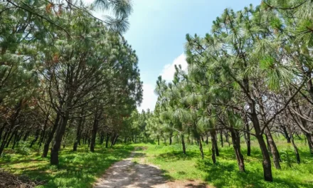 Lluvias afectan a árboles exóticos en bosques urbanos de Guadalajara