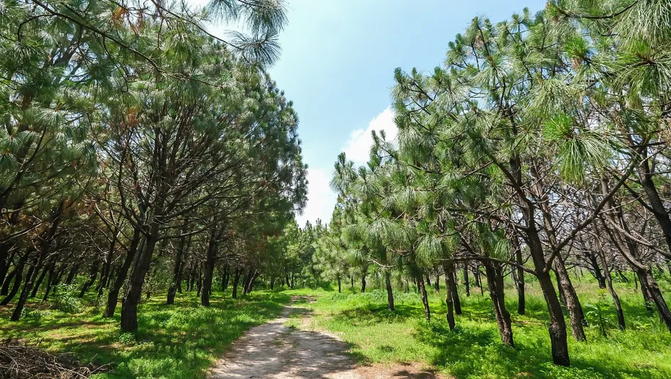 Lluvias afectan a árboles exóticos en bosques urbanos de Guadalajara