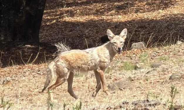 La ciudad los expulsó y Cerro Viejo los recibió: así vuelven a su hábitat los animales rescatados en Guadalajara