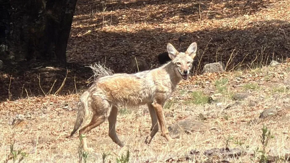 La ciudad los expulsó y Cerro Viejo los recibió: así vuelven a su hábitat los animales rescatados en Guadalajara