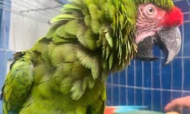 Rescatan guacamaya en La Aurora