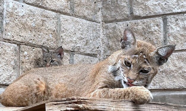 Presumen nacimiento de lince rojo tras rescate de sus padres