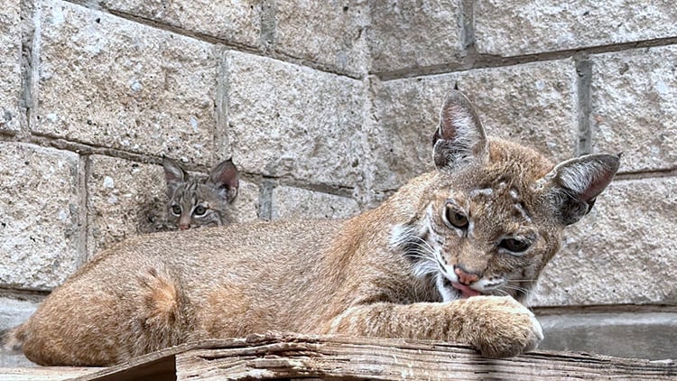 Presumen nacimiento de lince rojo tras rescate de sus padres