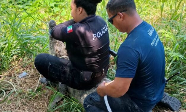 ¡Otro cocodrilo en Puerto Vallarta! Capturan ejemplar en canal de Mojoneras