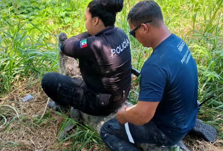 ¡Otro cocodrilo en Puerto Vallarta! Capturan ejemplar en canal de Mojoneras