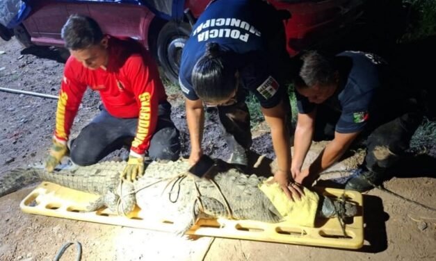 ¡Apareció en plena avenida Ejército! Así capturaron a un cocodrilo en Puerto Vallarta