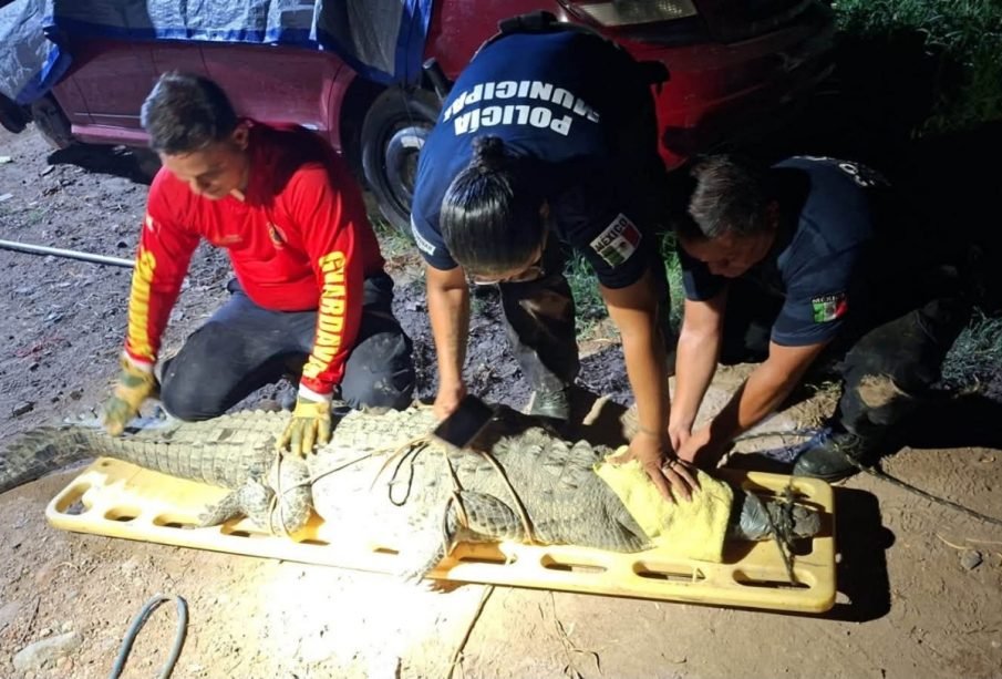 ¡Apareció en plena avenida Ejército! Así capturaron a un cocodrilo en Puerto Vallarta